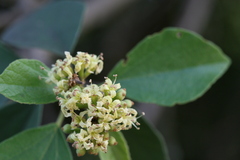 Cordia monoica